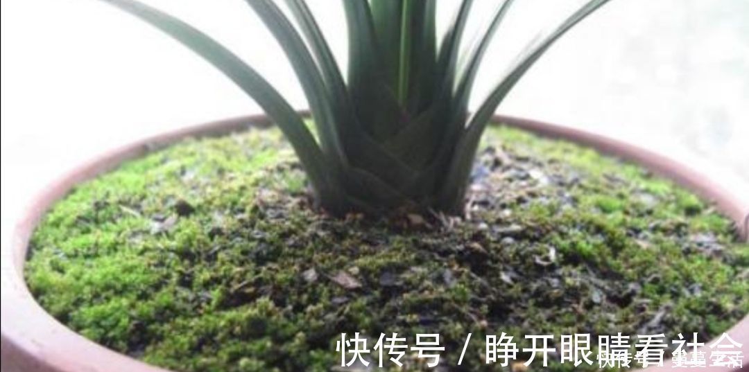 2种简单的方法，让盆景里长出绿油油的苔藓，漂亮又美观