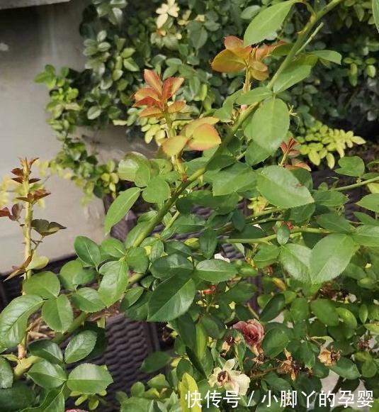 月季笋芽的分叉枝怎么修剪,三种方法,结果全然不同