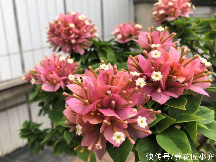 三角梅出室不能早，否则花芽全落掉，做好3步，室内开成“花球”