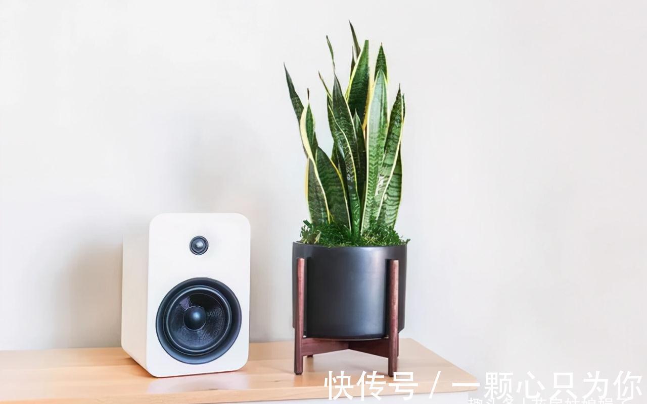 花卉盆栽就是这样被“玩”死的,要避开日常养护中常见的7个误区