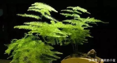 室内采光不够，养花就挑耐阴花，呼呼爆盆