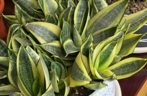 老妈在盆里埋点料,虎皮兰吃了一夜冒10个芽,花盆都炸了!