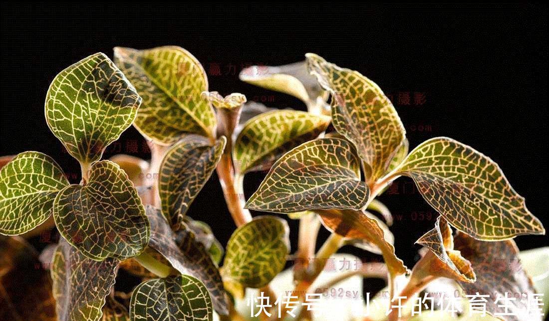 野草|这种野草一斤能卖上千元，只有不认识的人才把它当杂草看待