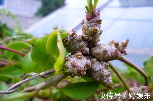 老年人|老年人常吃以下野菜，能活血化瘀，预防高血压！