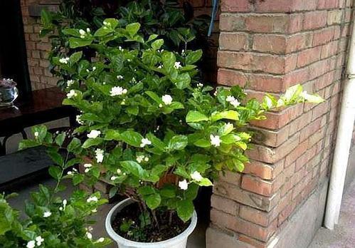 茉莉花|盆栽茉莉花芬芳美丽满枝丫,茉莉花的养护方法,养花小白也能驾驭