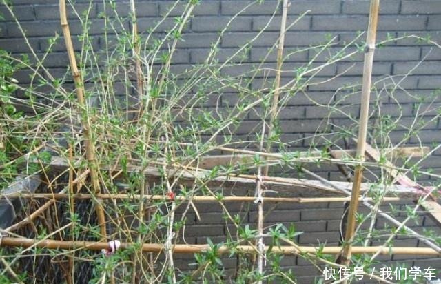 枸杞盆栽这样养,长得枝叶繁茂,结出1树红果子,还能长成盆景!