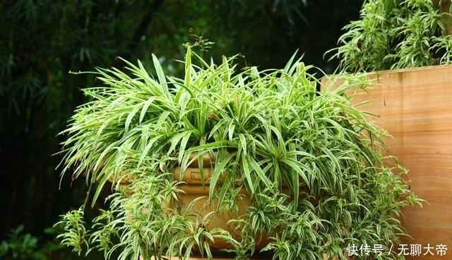 虫子|只需2滴花露水,花卉植物不招虫不黄叶,原来作用这么大