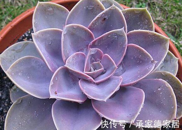 9个美到无法形容的粉色多肉品种，不多养几盆都觉得亏