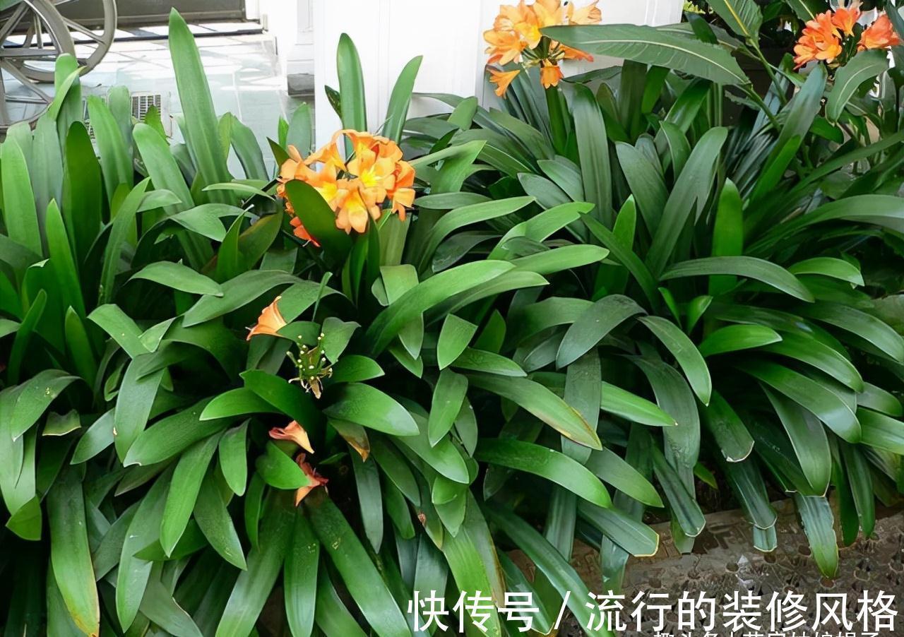 10月养君子兰,别忘记做“这些事”,要不今年“难”开花,莫忽视