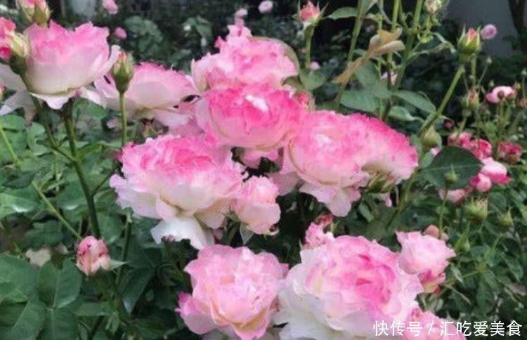 4种花是花卉中的佼佼者,好养易开花,花香四溢飘满屋,美爆了