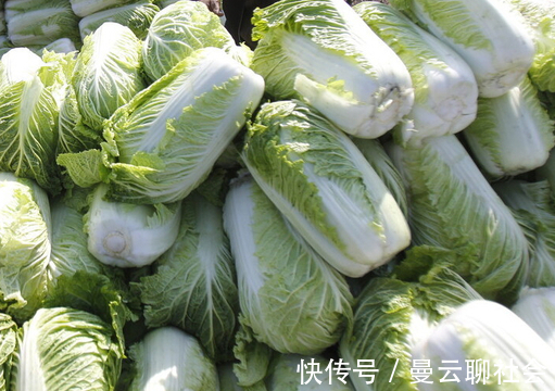 冬天|腌酸菜不要只知道加盐，牢记3个关键，酸菜又酸又脆不腐烂