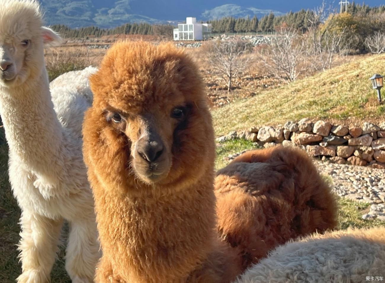 老年|玉龙雪山下邂逅霍比特人童话小屋