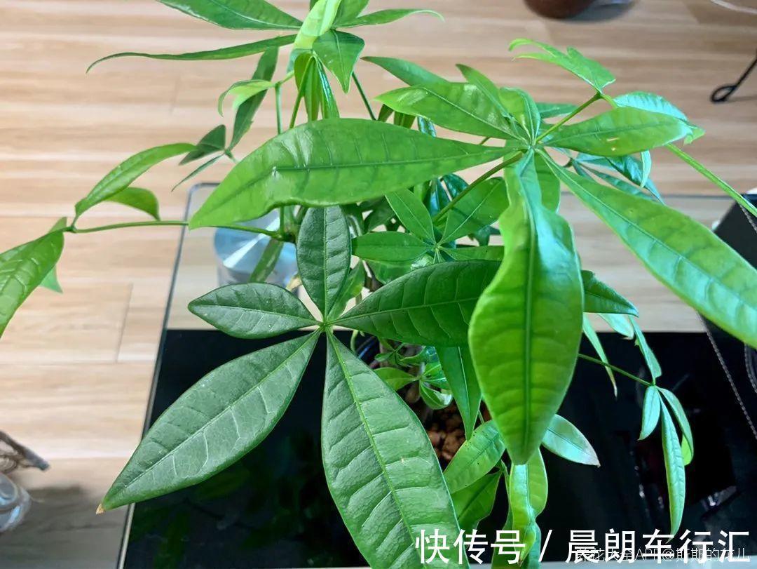 绿萝可以扔了,养盆“格调”花,颜值高还有气质