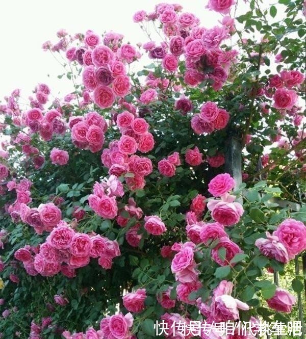 月季土埋“一料”,不黄叶不烂根,7天蹭蹭冒小笋,开出层叠群花!