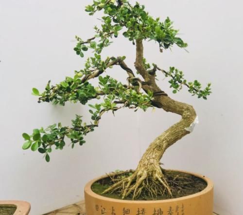 过时|有情怀的人,家里少不了3种盆景,养30年不过时