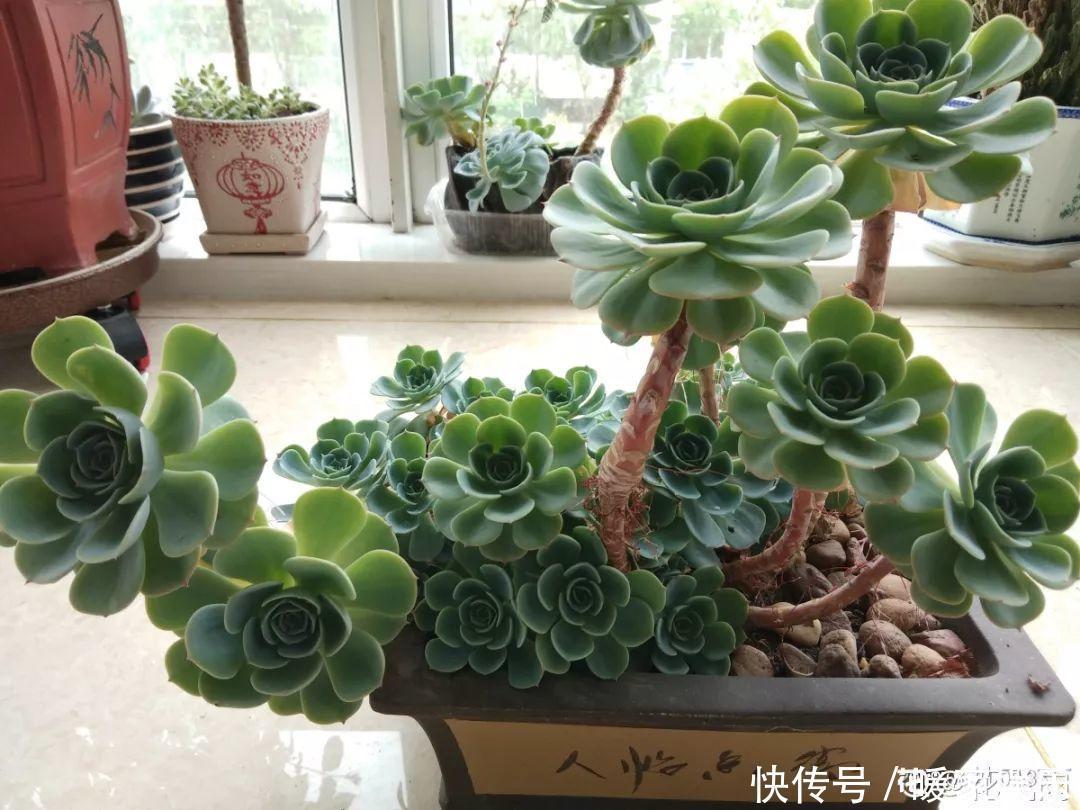 6种多肉太难养,赶紧留个种,省得每年都要重新买!