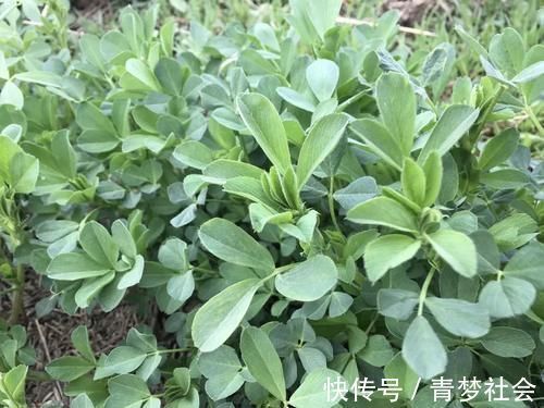 南苜蓿|它被称为“牧草之王”,在城里却成了营养野菜,10元1斤很畅销