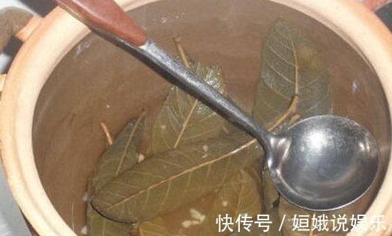 琵琶树|农村此种不起眼的叶子,用它煮水喝,坚持30天,治好多年老咳嗽