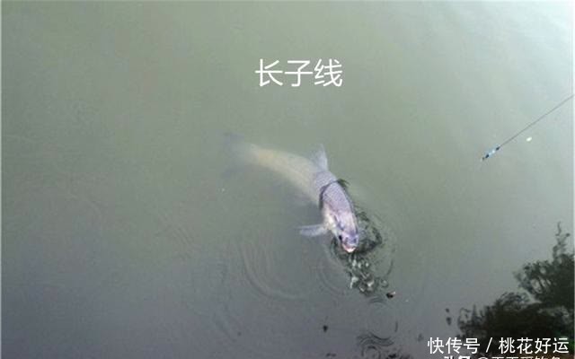 野钓大鱼,用长子线还是短子线?合理选择子线长短,有效减少跑鱼