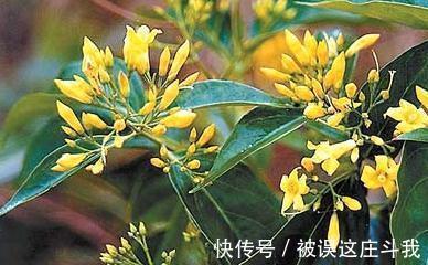 越漂亮的花越有毒。快来了解这18种“大毒化”。提高知识不吃亏