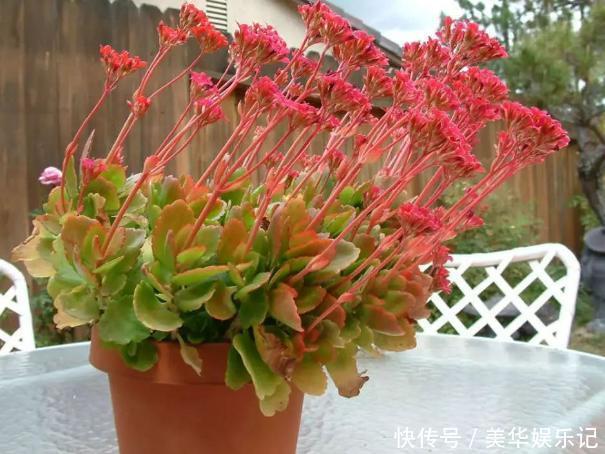 养长寿花、矮牵牛,甭太懒、太勤快!盆栽嗖嗖地开花、窜新叶