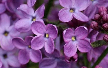 素有 天国之花 的丁香花 素雅幽淡 手把手教你如何种植 快资讯