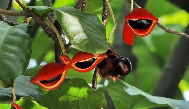 农民们|它是长在树上的“花生”，农民们视为珍贵野果，很多人见过没吃过