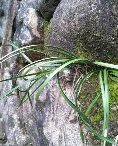 别再说兰花难养了，看这位农村大妈家的下山兰，塞在墙缝里都能活