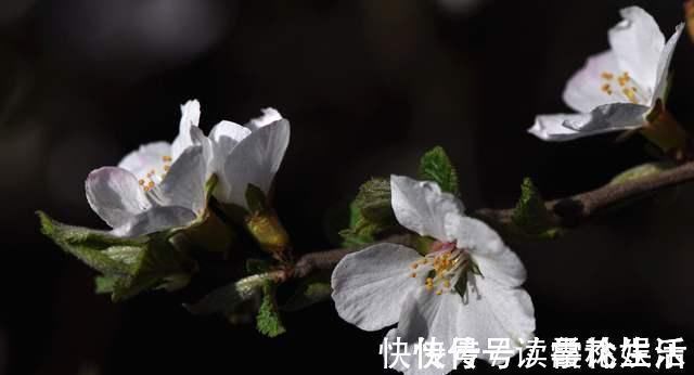 梨花$苏轼不多见的七言绝句,而其中感慨人生的悲凉,也是少见