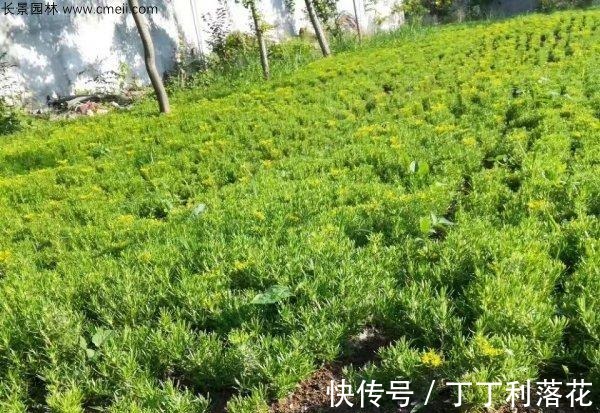 佛甲草|佛甲草能长多长！