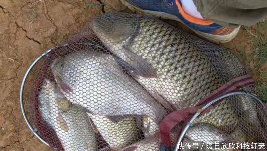 两条子|鲤鱼钓了大半辈子,还是头一次换用这调钓技能,谁料中鱼率特高