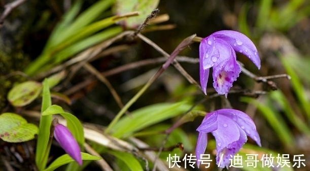 路边看到6种花,千万别随便采,可能会惹麻烦