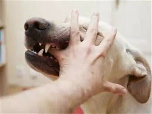 办法|没有狂犬疫苗的古代,遇到被狗咬伤怎么办,看古人办法