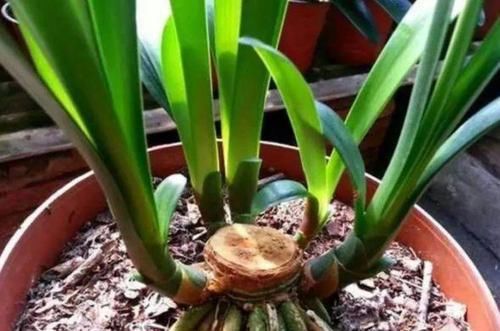  也别|3种花死了也别扔，1刀下去留下“根”，新芽蹭蹭长，四季油绿