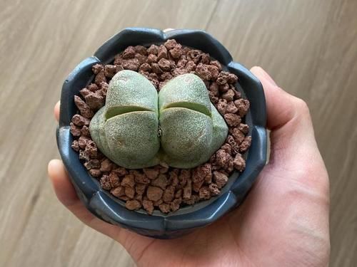 外形酷似元宝的多肉帝玉,入手一颗奇特的双头,盛开的花朵大而美