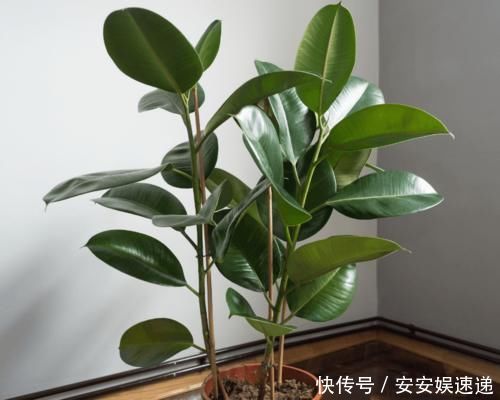 植物|懂养生的人，卧室常养此“5种花”，身心舒畅，好养好看