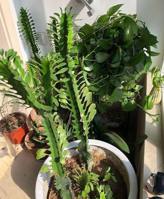 盆栽|夏季盆栽管理镇宅龙骨，不想踩雷该怎么办注意3方面就够了