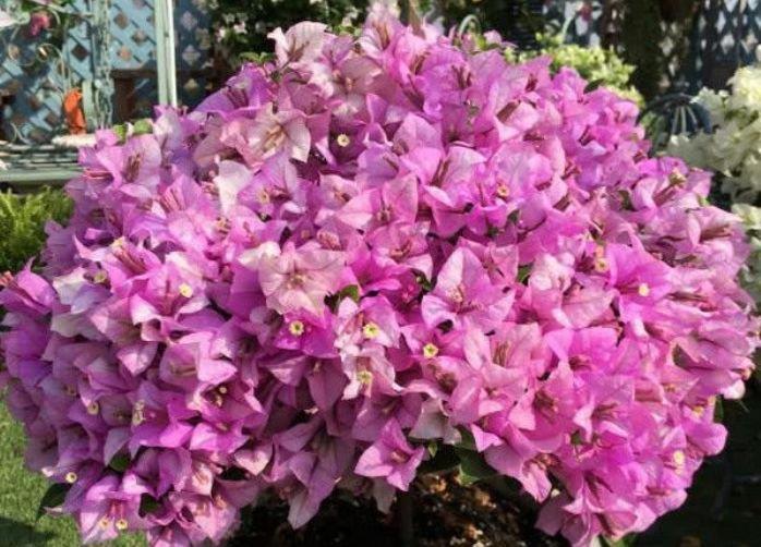 几种花开花漂亮又好养，耐寒易打理，花美色艳，花儿轻松开爆盆