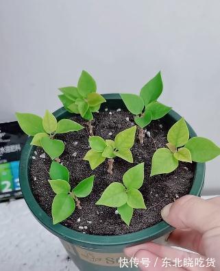 要想提高三角梅的扦插成活率，从几点入手，成活率能达到95%以上