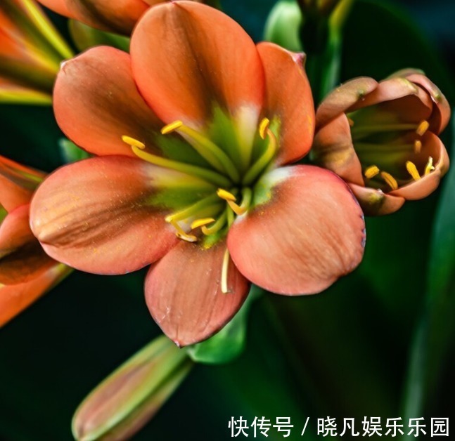 发财树|人养花,花养人,6种花越养越健康,养人又旺财