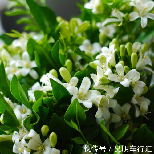 卧室种上6种花,皮实又好养,清新又干净,值得拥有