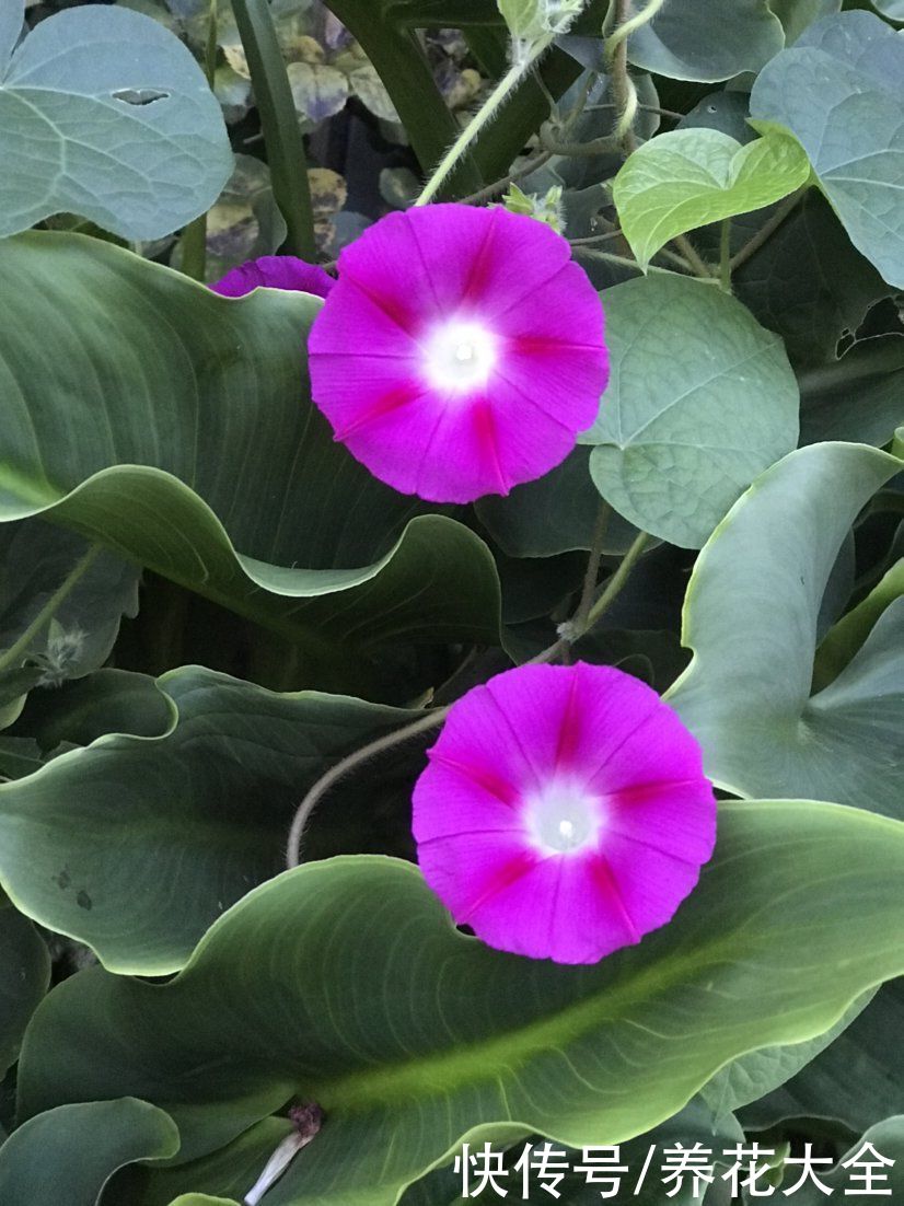 这些小野花春天开得正美，下次见到挖一颗，再也不用买花了