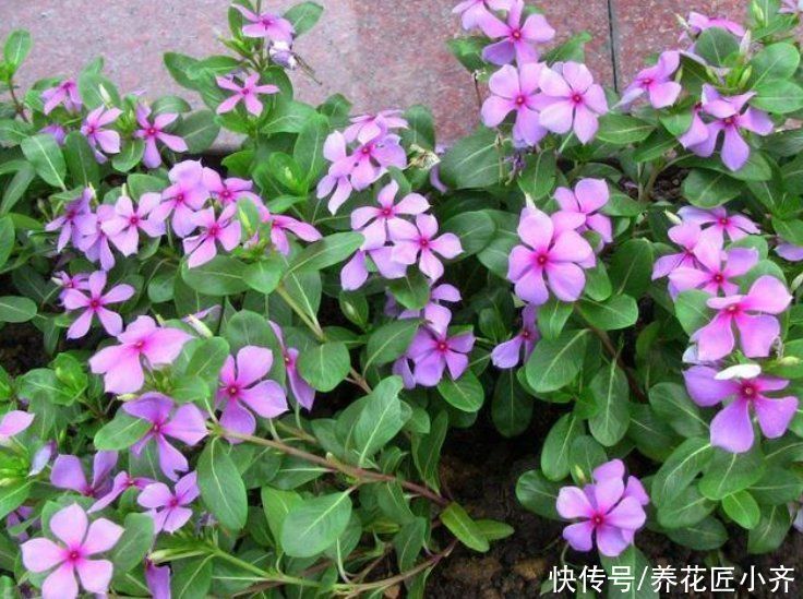 养花|养花进入三伏天，这些事情不能干，要了命了，怪不得养不活