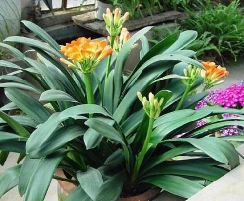 君子兰烂根|君子兰为什么会烂根？告诉你3种烂根原因和3种处理方法，简单易学