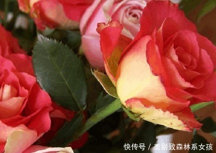 彩纸|新手养花,不如养盆花中精品“彩纸口红”,花开似唇彩,淡雅秀丽