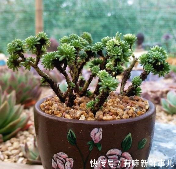 理清这些关系,或许你养的多肉不会徒长了!