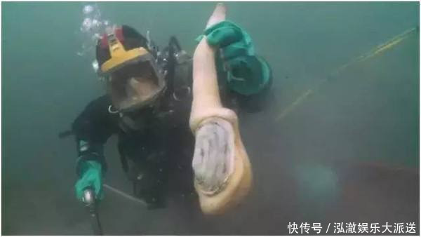 捕捞|游客花605元买3.6斤重象拔蚌,商家帮处理,最后只上几片