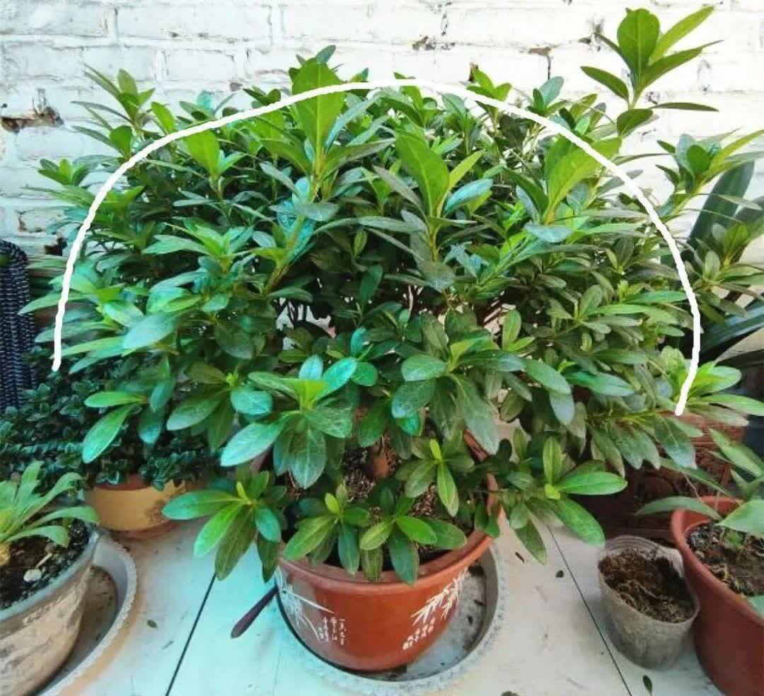 蝴蝶兰开花不是一次性,花后剪一剪,还能继续开花