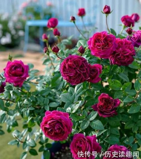 5种花再喜欢也别养在家里,对我们的健康不利,你家养了几种?