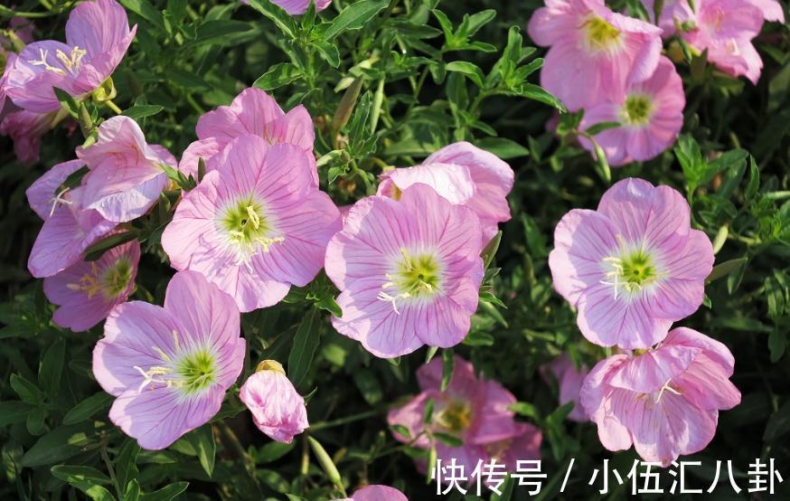 农历九月十八霜降后,养什么花?家里养3种花,幸福生活美满如意